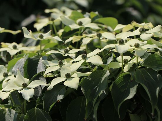 Cornus kousa Robert's Selectie